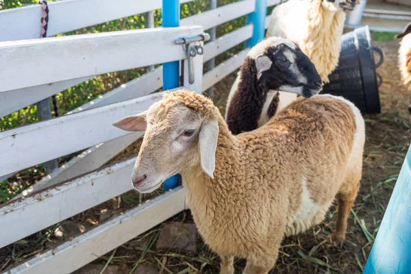 Jeunes Moutons Dans Ferme Stalle — Photo