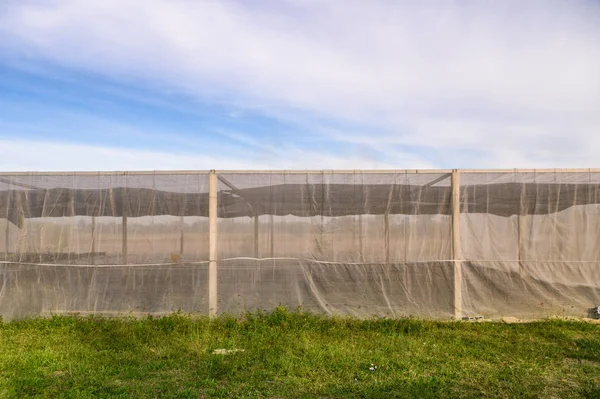 温室野菜の栽培プランテーション土地の青い空の建物 — ストック写真