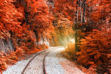 Sonbahar ormanda kavisli demiryolu parça