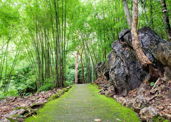 Hiking trail in Tropical rain forest in rainy season