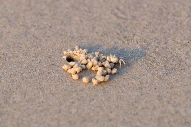Sahilde deliğe küçük yengeç canlı