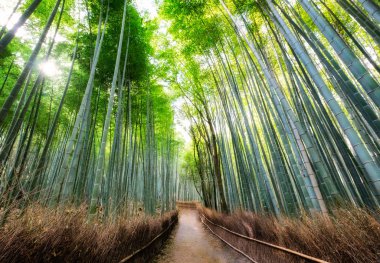 Geçit Arashiyama, Kyoto, Japonya, güneş ışığı ile gölgeli bambu ormanında