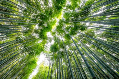Düşük açılı görüntülemek güzel yeşil bambu grove orman 