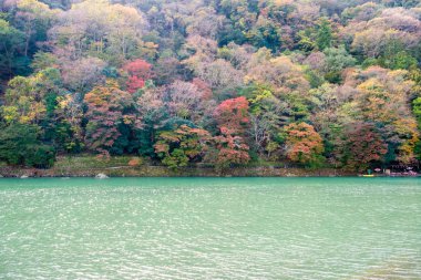 Arashiyama, Kyoto, sonbahar renkli ormanla zümrüt Nehri