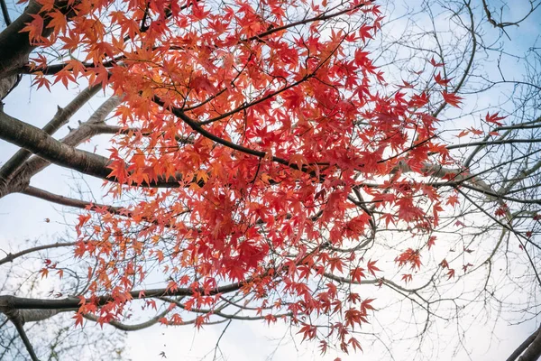 Bunter Ahornbaum Herbst Mit Blauem Himmel Hintergrund — Stockfoto