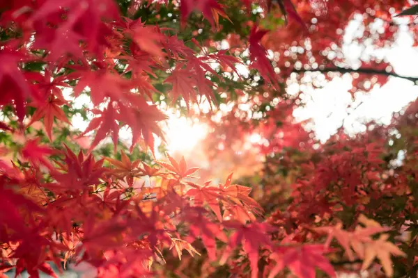 Rote Ahornblätter Garten Mit Unscharfem Sonnenlicht — Stockfoto