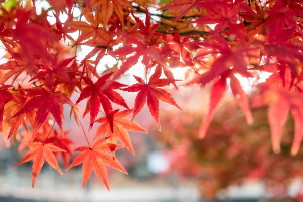 Red Maple leaves in garden with blurred sunlight background