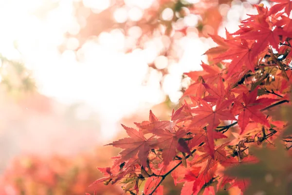 秋天红叶枫树在阳光背景 — 图库照片