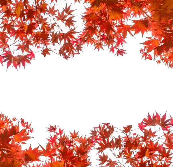 Red Maple leaves arch coverd on white background