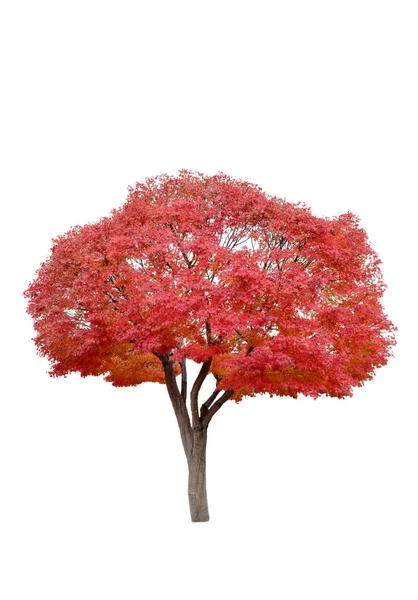 Vacker Lönnträd Röda Blad Höstsäsongen Isolerad Vit Bakgrund — Stockfoto