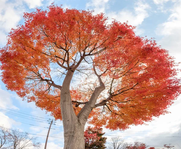 秋天美丽的枫树红叶 — 图库照片