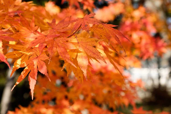 秋天花园中的橙色枫叶闪耀 — 图库照片