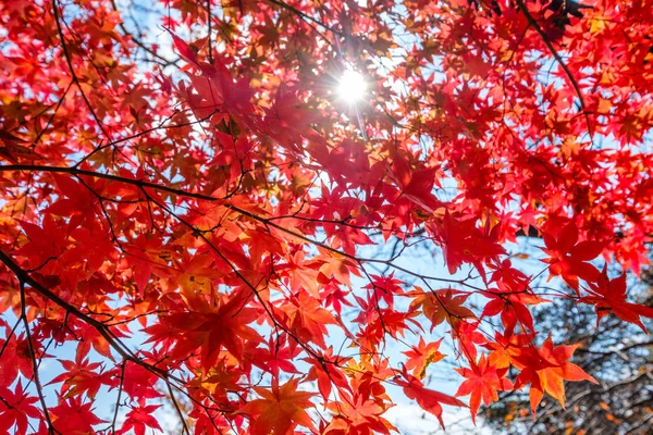 Red Maple leaves tunnel with sunlight shine background