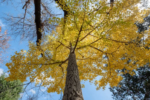 秋天蓝天下的低视角看法银杏叶黄叶树 — 图库照片