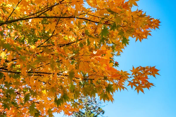秋天在树上的橙色和黄色枫叶与蓝天 — 图库照片