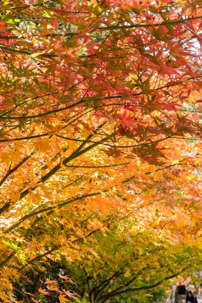 Mehrfarbige Schöne Ahornblätter Korridor Herbst — Stockfoto