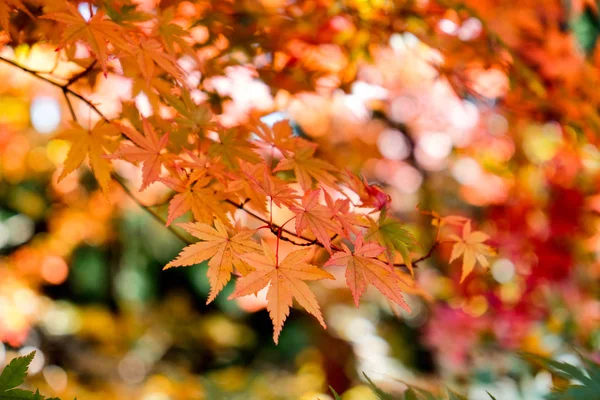 Orangefarbene Ahornblätter Herbstgarten Leuchten — Stockfoto