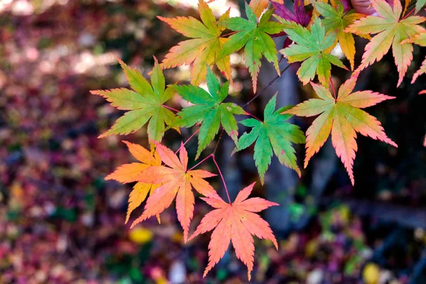 Ahornblätter Herbst Grün Bis Rot — Stockfoto