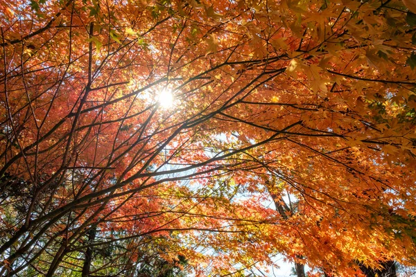 Feuilles Érable Rouge Tunnel Avec Fond Lumière Soleil — Photo