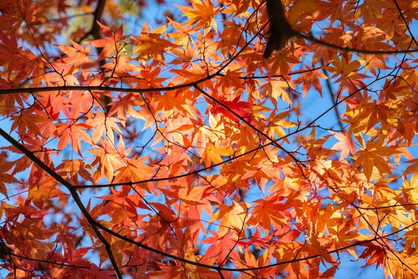 Orange Maple leaves in autumn garden with sunlight shine