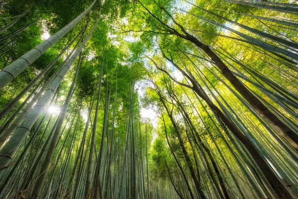 Floresta Bosque Bambu Verde Com Luz Solar Brilhando — Fotografia de Stock