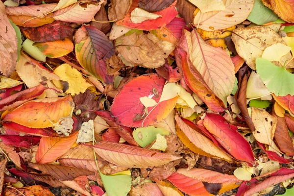 Kolorowe Liście Świeże Suche Ziemi Sezonie Jesiennym — Zdjęcie stockowe