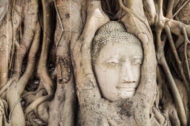 Buda bodhi ağacı içinde baş heykeli