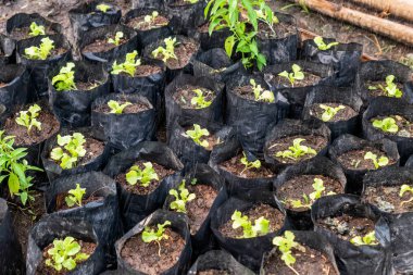 Plastik torba filiz meşe marul üzerinde sulama