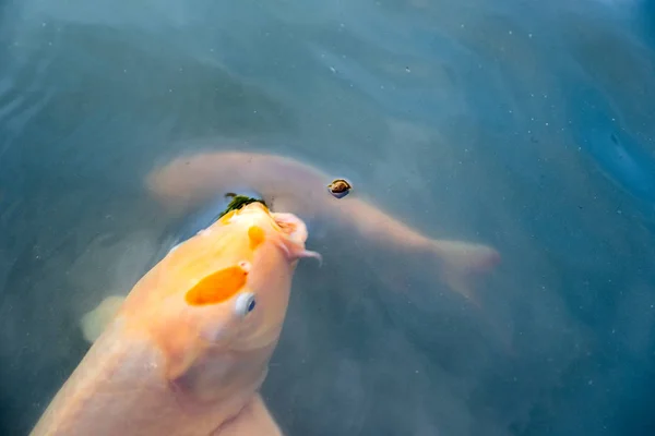 Oranje Koi Vissen Nishikigoi Zwemmen Duidelijk Vijver Met Het Eten — Stockfoto
