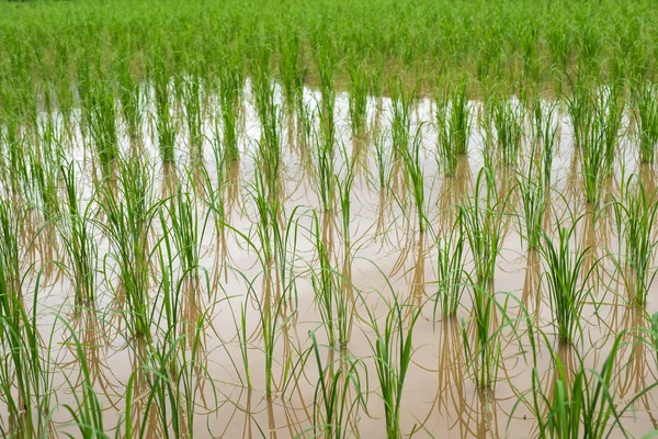 Pirinç Plantasyon Içinde Çamur Suyla Tarım — Stok fotoğraf