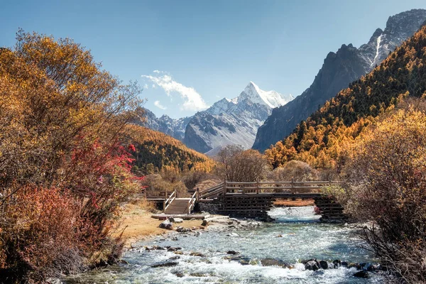 Chana Dorje dağda sonbahar çam ormanı ile son Shangri-La. Yading doğa rezerv