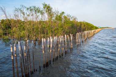 Mangrov ağaç akşamlar bangpu, Tayland Körfezi kıyısında