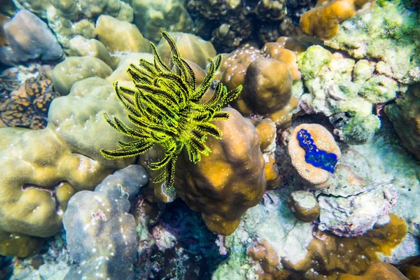 Coral Reef Żółty Czarny Ocean Podwodne — Zdjęcie stockowe