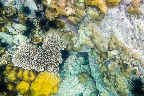 Heart shape coral reef many small fish