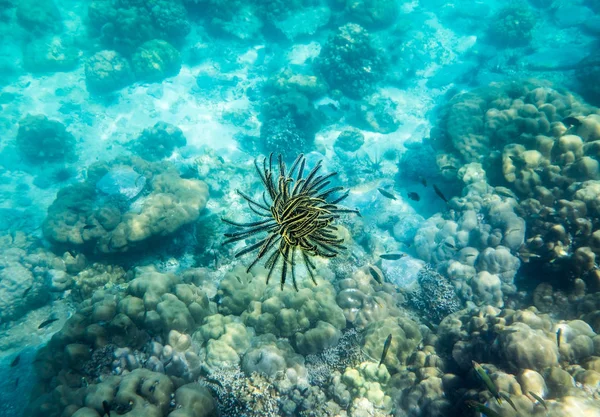 Zawilec Żółty Rafa Koralowa Czarny Pod Wodą Piękne — Zdjęcie stockowe