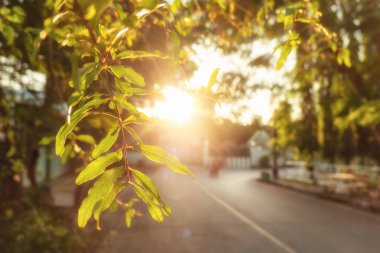 Güneş gün batımı arka plan asılı Şubesi ile yeşil yeşillik ile