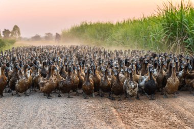Ördekler ile toprak yol kırsalında hayvan sürüsü tarımcı sürüsü