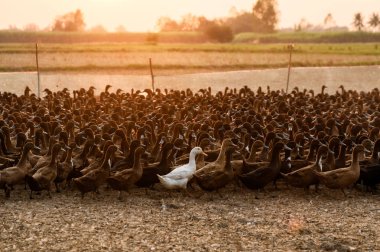 Ahır kırsal parlayan güneş ışığı ile ördek sürüsü