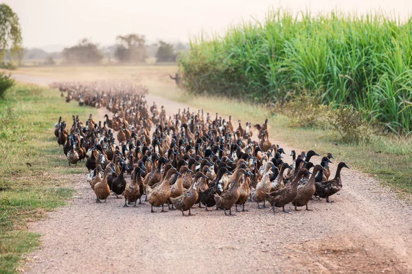 Kırsal sahne plantasyonunda toprak yol üzerinde yürüyen ördek sürüsü