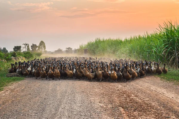 Manada Patos Con Pastoreo Agrícola Camino Tierra Campo — Foto de Stock