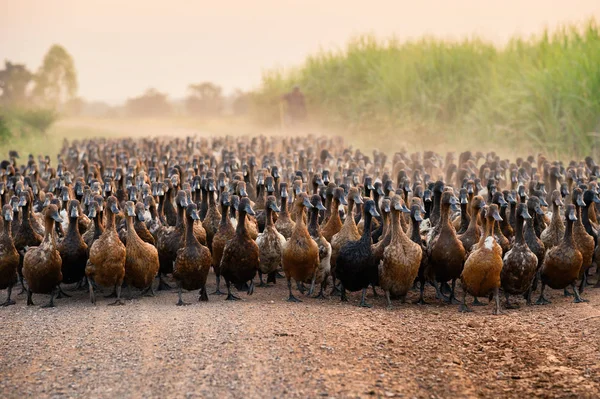 Manada Patos Con Pastoreo Agrícola Camino Tierra Campo — Foto de Stock