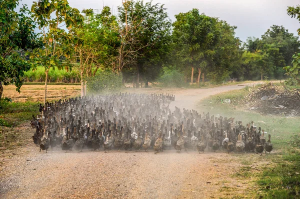 Bandada Patos Pastoreando Camino Tierra Para Detener — Foto de Stock