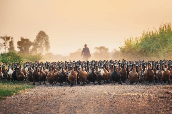 Flock Ducks Agriculturist Herding Dirt Road Countryside Stock Picture