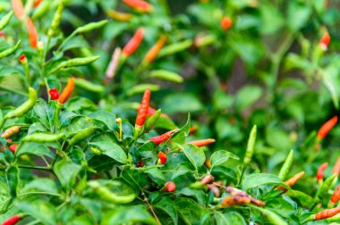 Organik tarım ağacında üzerinde renkli Tay Chili biber 