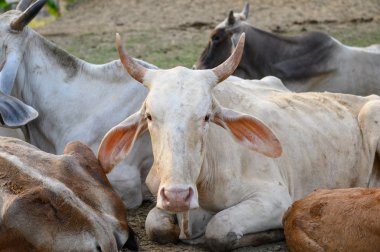 Ahır kırsal dinlenme beyaz inek sürüsü