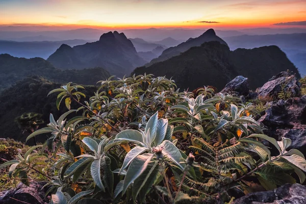 Green bush with sunset on mountain range in wildlife sanctuary at Doi Luang Chiang  Dao national park, Chiang Mai, Thailand