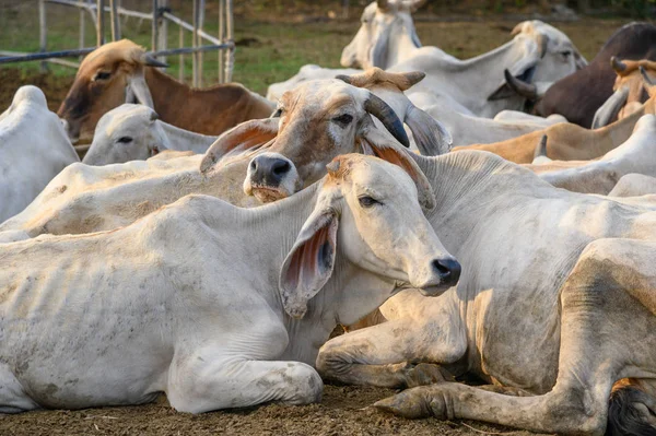 Herde Weißer Kühe Ruht Stall Auf Dem Land — Stockfoto