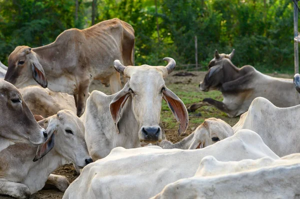 Herde Weißer Kühe Ruht Stall Auf Dem Land — Stockfoto