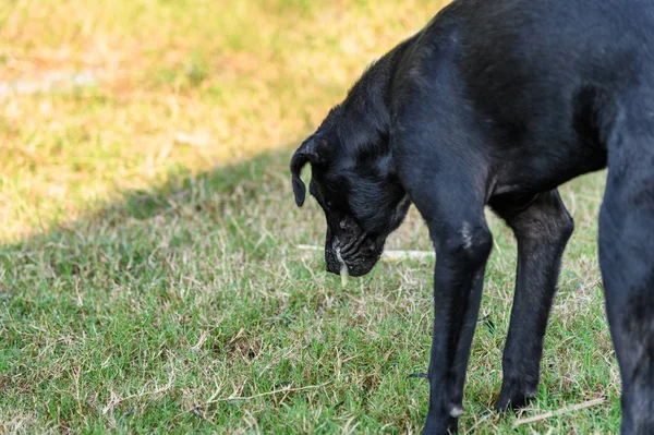 Siyah iç köpek orda öyle vücut vardır ve mukus kusma