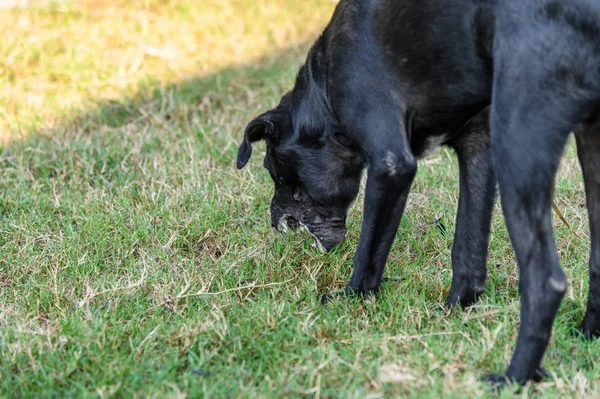 Black Domestic Dog Stoop Body Vomit Mucus — Stock Photo, Image